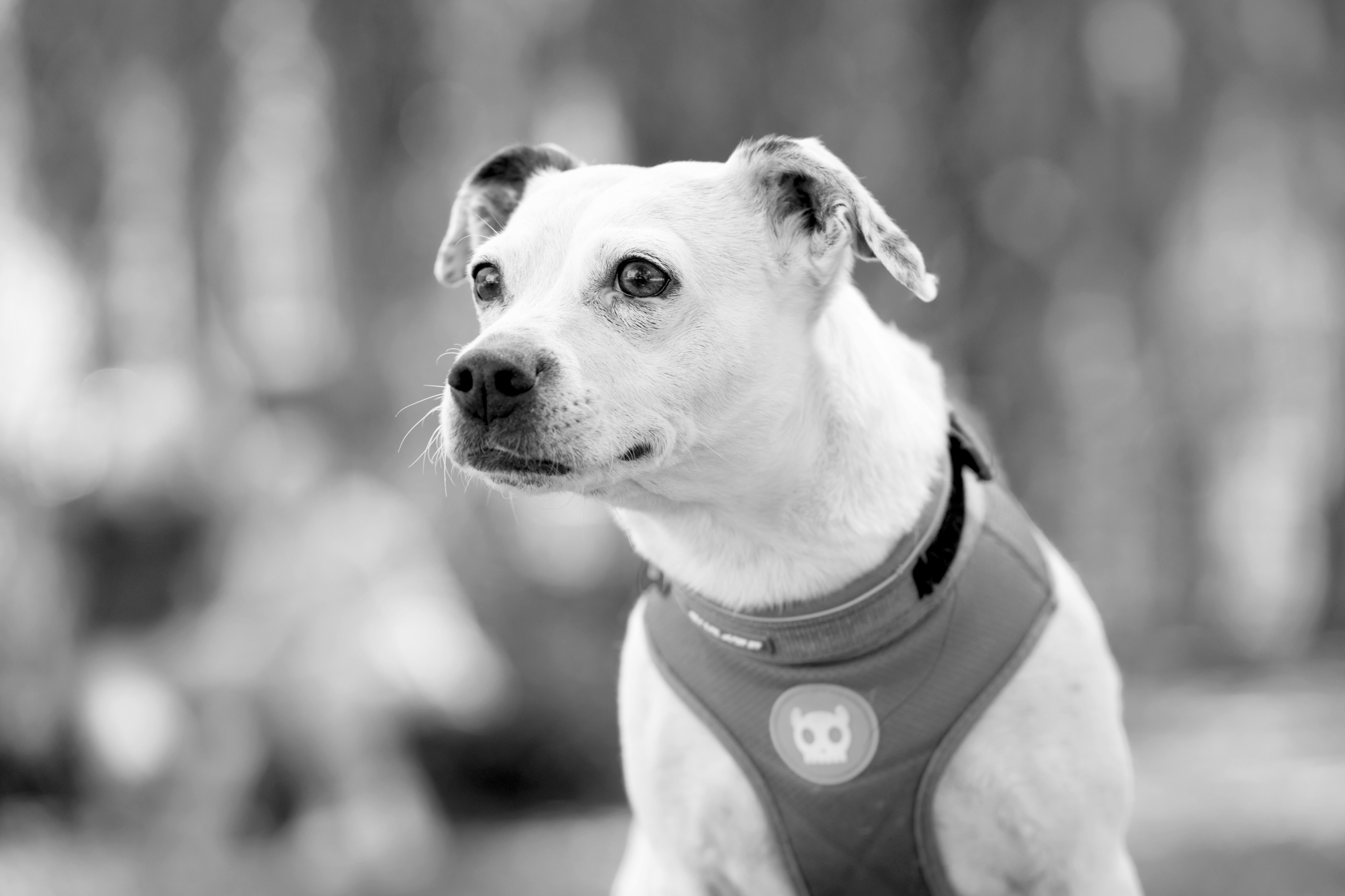 Pippi Shortstocking, the office dog. Always ready.
