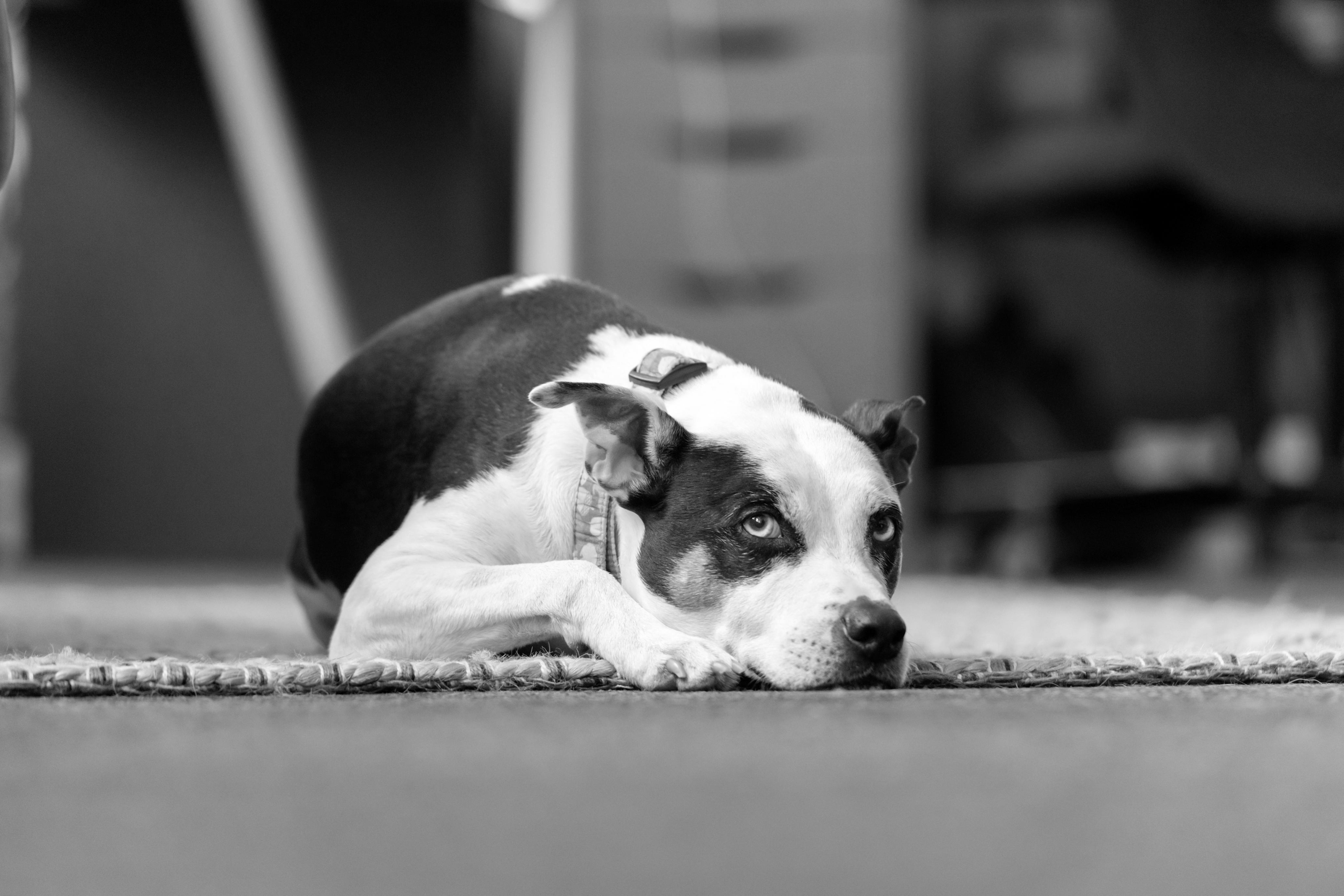 Snoop, a half huskey, half staffy looking sleepy while laying on a rug